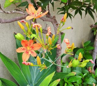 ヒオウギの花