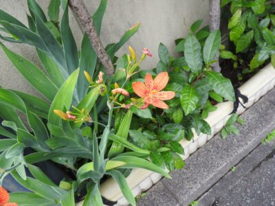 ヒオウギの花