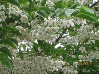 ウスバシロチョウが吸蜜する