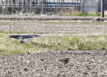 ノスリを威嚇するカラス