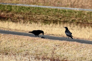 トビの獲物を横取りするカラス