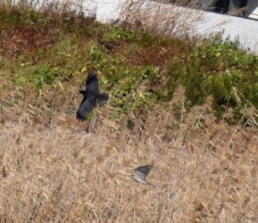 反転してカラスを追いかけるオオタカ