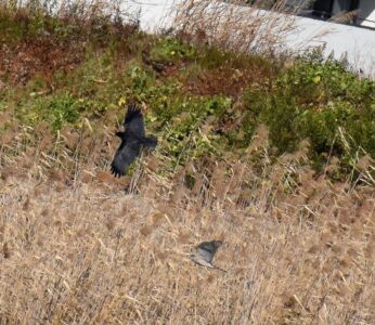 反転してカラスを追いかけるオオタカ