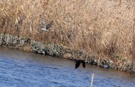 反転してカラスを追いかけるオオタカ