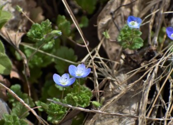 オオイヌノフグリ