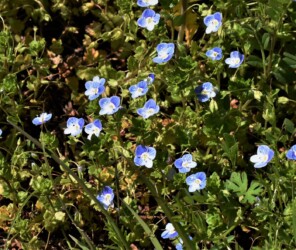 オオイヌノフグリ