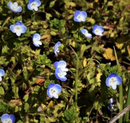 オオイヌノフグリ