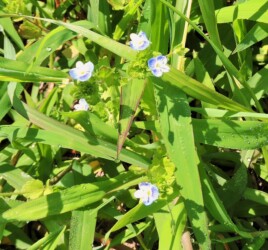 オオイヌノフグリ