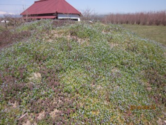 一面のオオイヌノフグリ