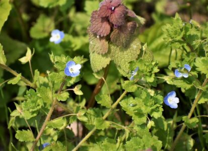 オオイヌノフグリの花と実