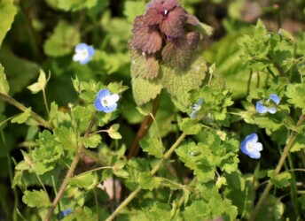オオイヌノフグリの花と実