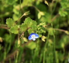 オオイヌノフグリの花と実
