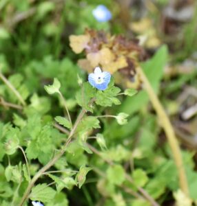 オオイヌノフグリの花と実