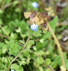 オオイヌノフグリの花と実