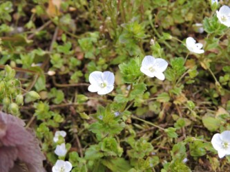 白いオオイヌノフグリ