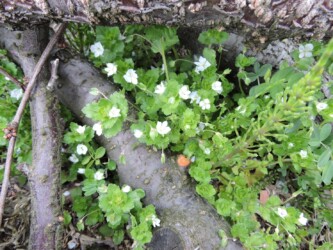 白いオオイヌノフグリ