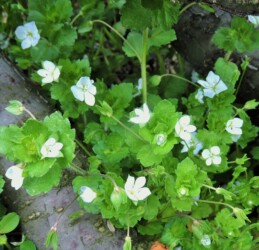 白いオオイヌノフグリ