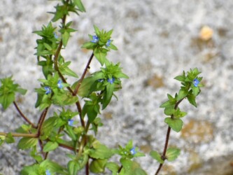 タチイヌノフグリ