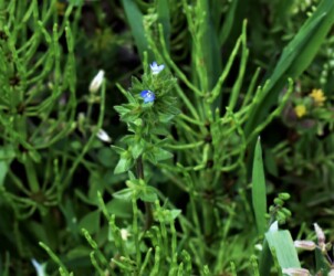 タチイヌノフグリ