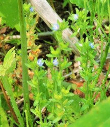 タチイヌノフグリ