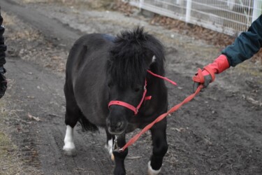 世界最小のウマ(ファラベラ種)