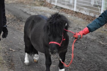 世界最小のウマ(ファラベラ種)