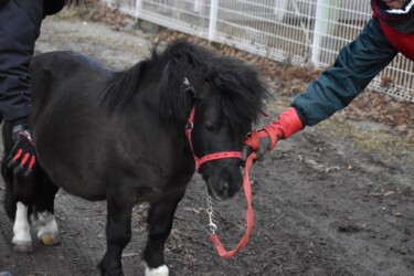 世界最小のウマ(ファラベラ種)