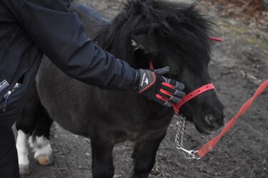 世界最小のウマ(ファラベラ種)