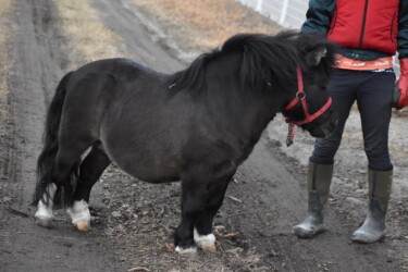 世界最小のウマ(ファラベラ種)