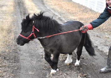 世界最小のウマ(ファラベラ種)