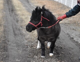 世界最小のウマ(ファラベラ種)
