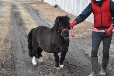 世界最小のウマ(ファラベラ種)