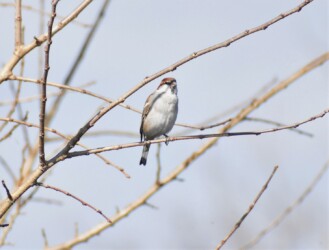 ニュウナイスズメ