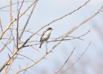 ニュウナイスズメ