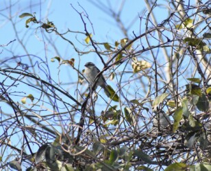 ニュウナイスズメ