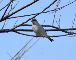 ニュウナイスズメ