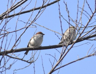 ニュウナイスズメ