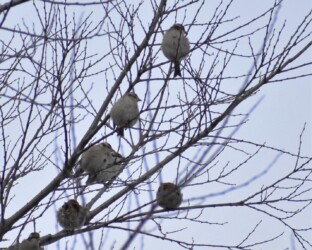 こずえにとまるニュウナイスズメ