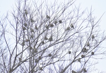 こずえにとまるニュウナイスズメ