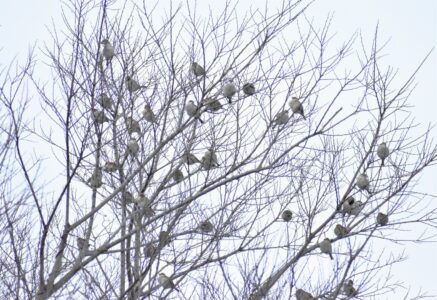こずえにとまるニュウナイスズメ