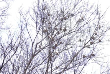 こずえにとまるニュウナイスズメ