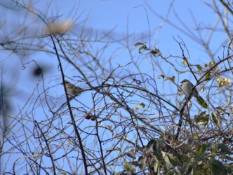 こずえにとまるニュウナイスズメ
