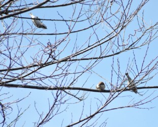 こずえにとまるニュウナイスズメ