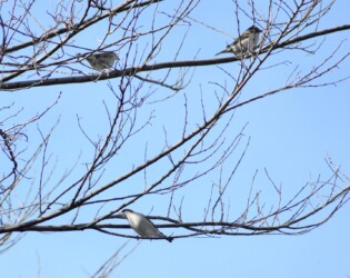 こずえにとまるニュウナイスズメ