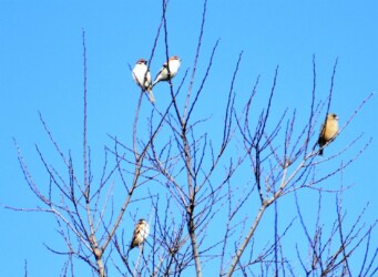 こずえの先 左スズメ 右ニュウナイスズメ