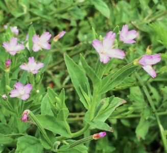 アカバナの花