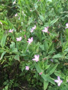 アカバナの花