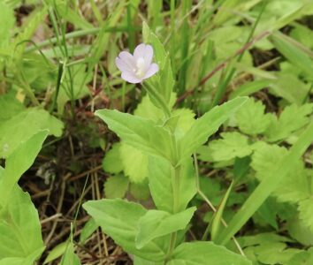 アカバナの花
