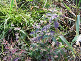 秋になった紅紫色のアカバナの葉と茎