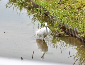 脚で追い立てて魚を捕るコサギ